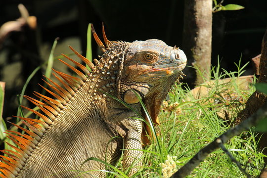 Waran Costa Rica