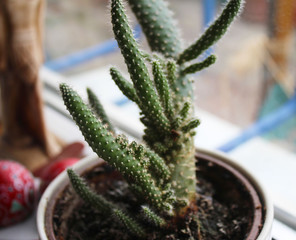 Unusual green cactus in the pot