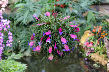 flowers in the garden