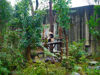 Panda Bear is sleeping on a Tree Branch at Chengdu Research Base of Giant Panda Breeding.