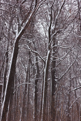 trees in the winter forest covered with snow