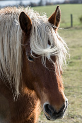 portrait d'un cheval
