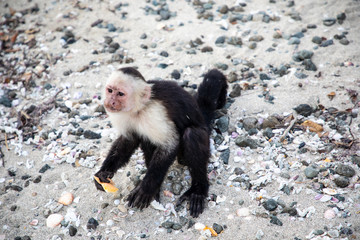 The white faced capuchin, also known as the white headed capuchin is a medium sized species of monkey that is native to  the jungles of central america and the northern regions of south america