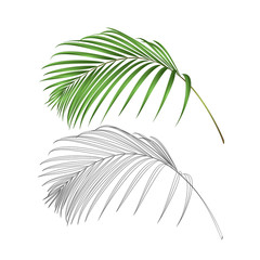 Palm leaf  decoration tropical  plant nature and outline  vintage vector illustration editable hand drawn