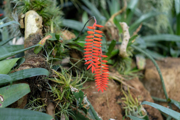 caterpillar on a leaf