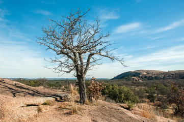 The dead tree on the stone reddish hill over bright blue sky