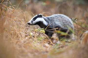 European badger in autumn grass