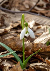 Snowdrops in forest