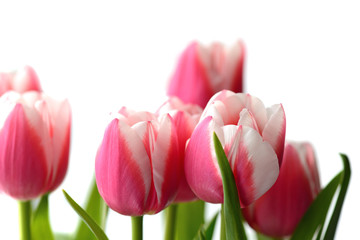 Bouquet of beautiful pink tulips on a white background close up