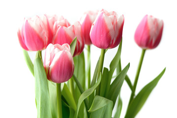 Bouquet of beautiful pink tulips on a white background close up