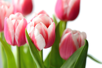 Bouquet of beautiful pink tulips on a white background close up