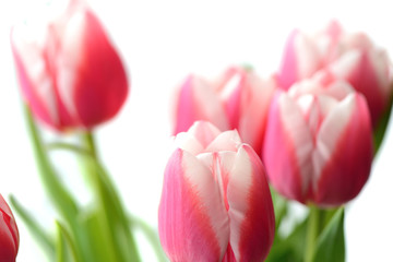 Bouquet of beautiful pink tulips on a white background close up