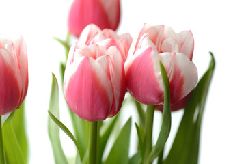 Bouquet of beautiful pink tulips on a white background close up