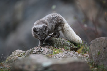 Arctic fox on rock