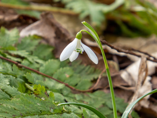 Snowdrops in forest