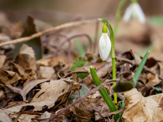 Snowdrops in forest