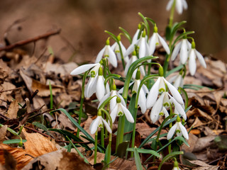 Snowdrops in forest