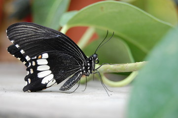 environment
