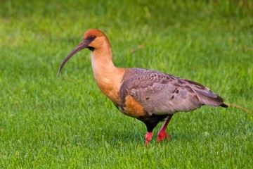 Black-faced ibis roaming in the field in Patagonia, Argentina