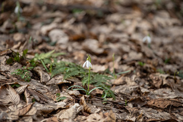 Snowdrops in forest