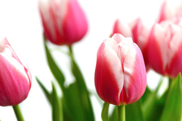 Bouquet of beautiful pink tulips on a white background close up