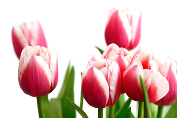 Bouquet of beautiful pink tulips on a white background close up