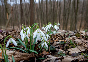 Snowdrops in forest
