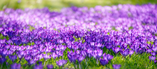 Fototapeta na wymiar Purple blooming crocuses (iris family) in early spring, Germany