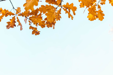 Branches of autumn yellow oak against the blue sunny sky. Autumn leafy park