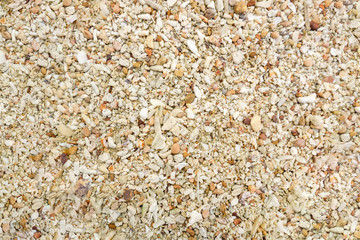 Beach sand with seashells and coral for texture