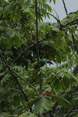 tucan