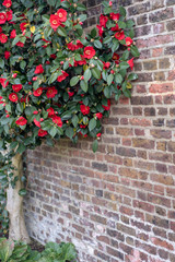 Fototapeta na wymiar ivy on a brick wall