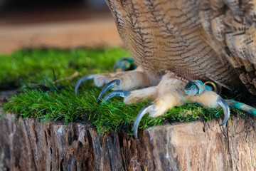 The Eurasian eagle-owl claws. The Eurasian eagle-owl claws, species of eagle-owl resident in much of Eurasia. Place for text
