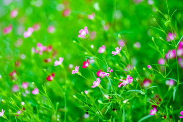 colorful beautiful pink gypsophila boutique flower in garden