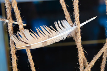 Owl feather stuck in a rope on a black blue background. Place for text