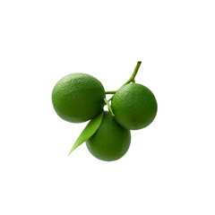 Green Lime on a branch with leaves Isolated on a white background