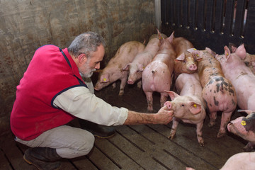 farmer inside a pig farm, petting the pigs