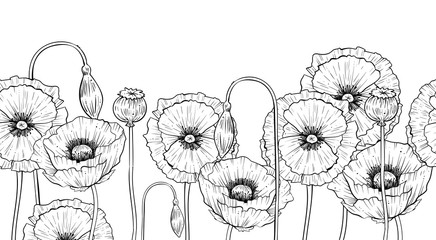 Seamless horizontal pattern of wild poppies, vector