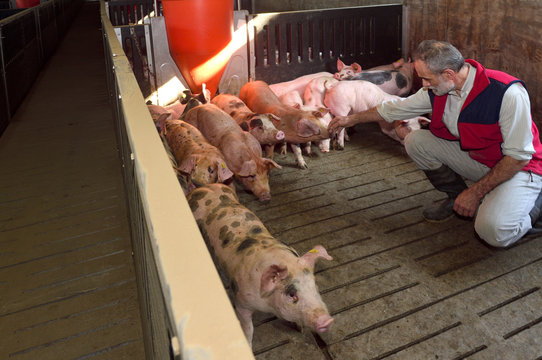farmer in a pig farm