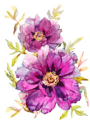 Peony.Hand drawn sketch .Watercolor illustration