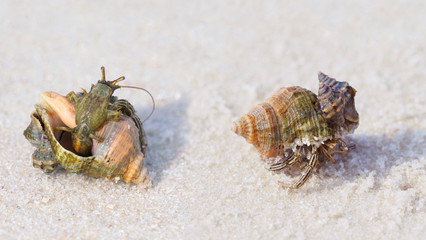 Two Closeup Images of Small Hermit Crab on a White Sand Beach