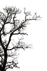 Dead branches , Silhouette dead tree or dry tree on white background with clipping path.