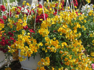 Yellow , white and red spring flowers in plastic pots