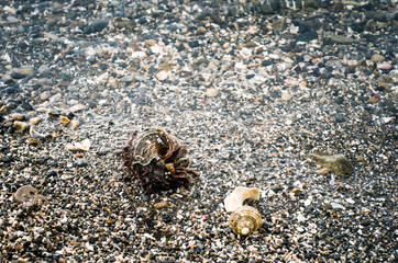 hermit crab at beach
