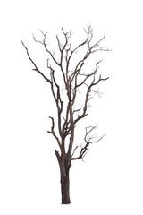 Obraz premium Dead tree with dry scene isolate on white background. Clipping path.