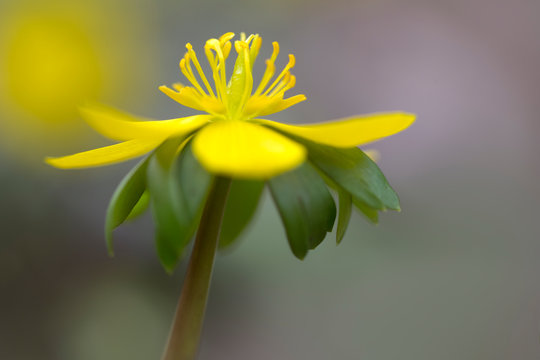 Einzelner Winterling (Eranthis hyemalis) im Garten