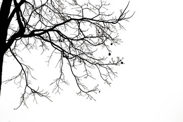 Dead branches , Silhouette dead tree or dry tree on white background with clipping path.