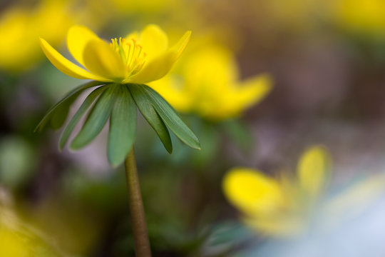 Winterling (Eranthis hyemalis) im Garten