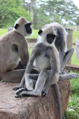 Langur, Sri Lanka