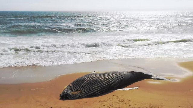 Incredible aerial shot of a dead humpback whale lying on an abandoned beach along the Skeleton Coast of Namibia.